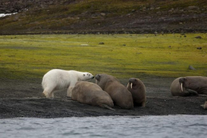 Morzha és polar bear: a két északi rész közötti kapcsolat